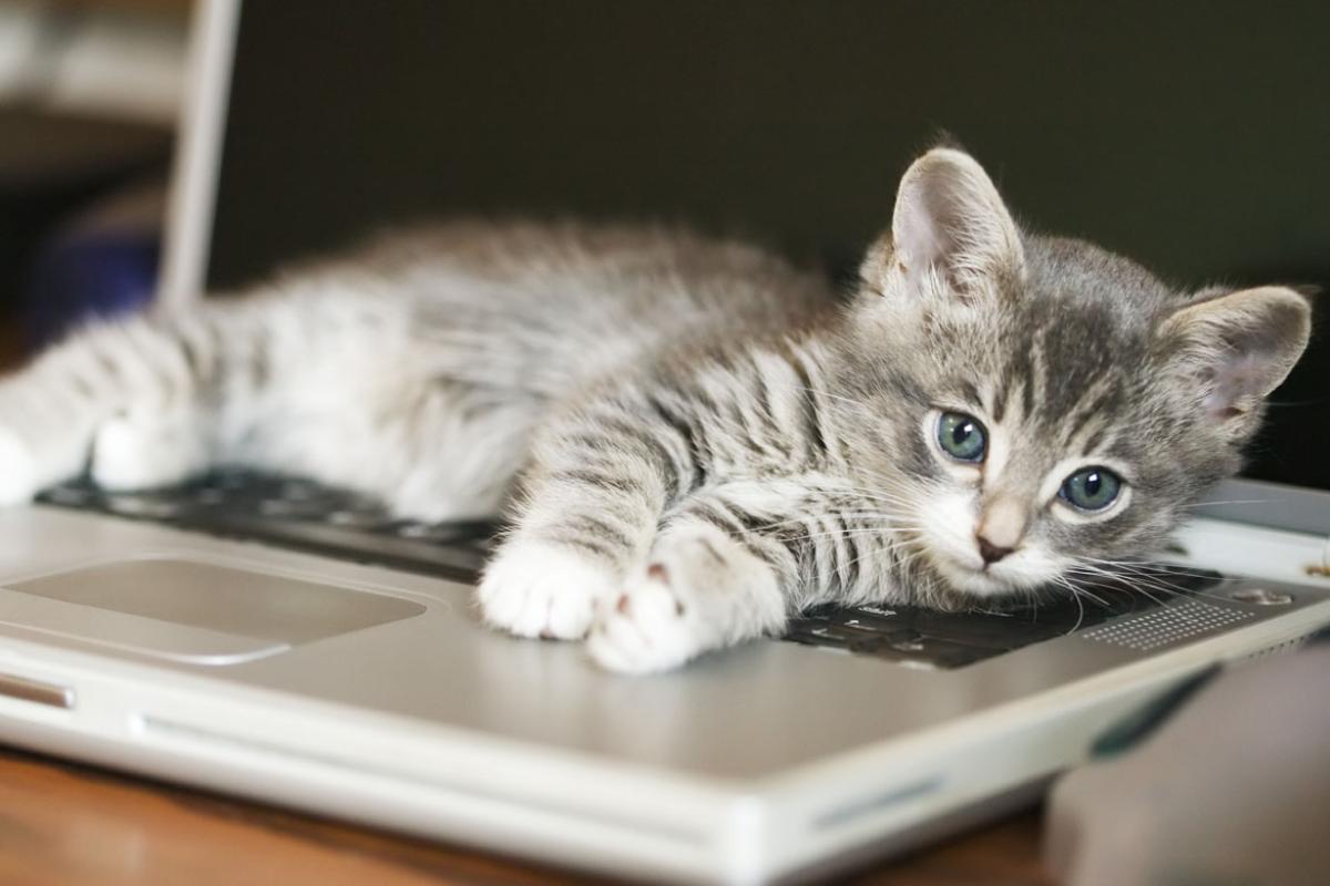 A kitten on a laptop