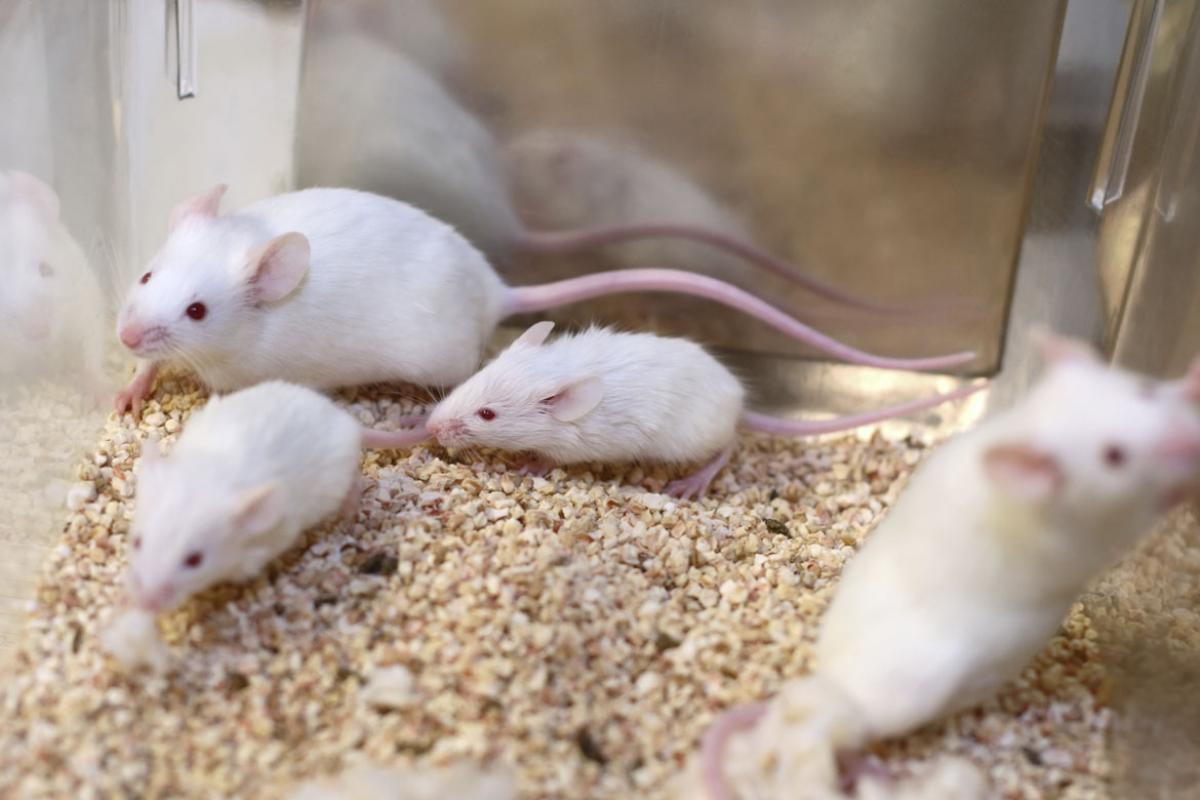 White research mice