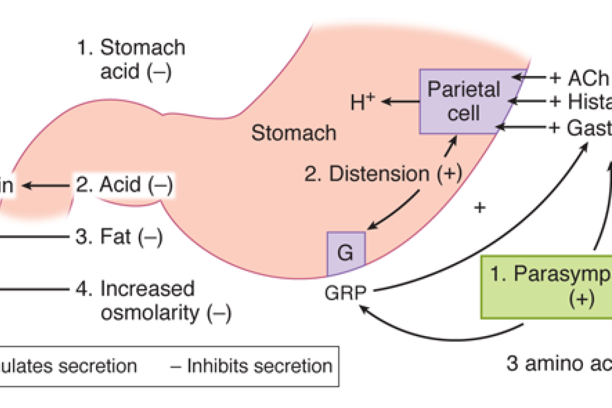 USMLE diagram of stomach